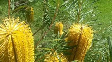 Ku-ring-gai Wildflower Garden - Tripadvisor