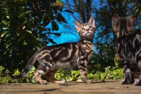 Kucing bengal marble kampung.  BENGAL MARBLE CAT | WATER AND BEACH PLAY not al...