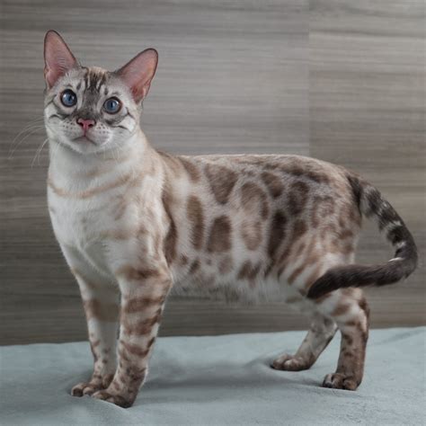 Kucing bengal snow mink. .  ...