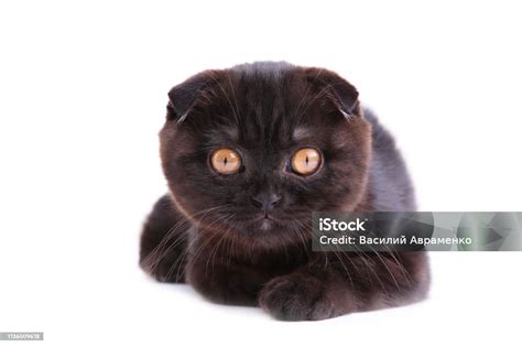 Kucing british shorthair hitam. .  ...