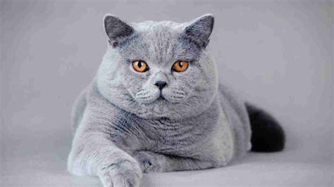 Kucing british shorthair kecil. .  <a href=https://testnnnn.on-forge.com/ass...
