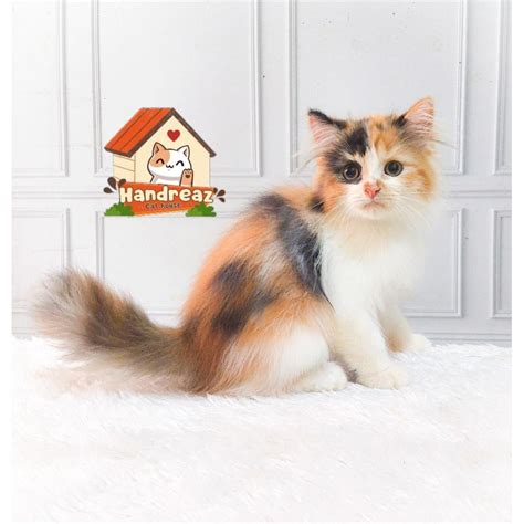 Kucing calico betina persia. .  ...