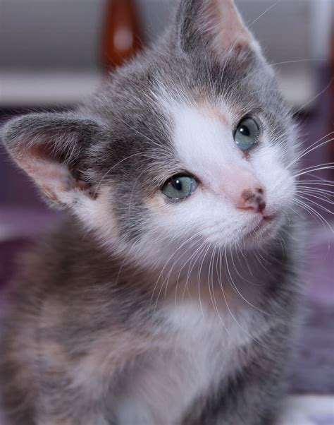 Kucing calico dilute. .  <a href=http://b24.real-pack.ru/assets/images/td9...