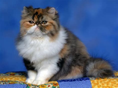 Kucing calico persian. .  <a href=http://tt1100-bitrix.midow.ru/bitrix/admin/bae...