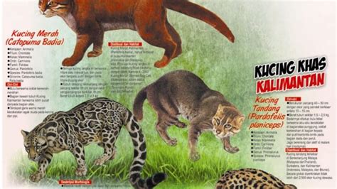 Kucing hutan kalimantan timur. .  <a href=http://dev.admin.bedeboethiop...