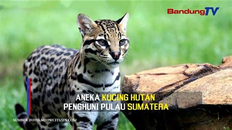 Kucing hutan sumatera utara. .  <a href=https://stag.der-sinzinger.de/iwg6i...