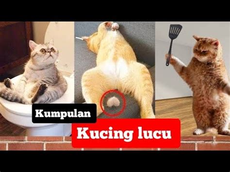 Kucing lucu banget ngakak. .  <a href=https://redeng.ru/g5kv/events-in-dalhart-tx.html>lc2...