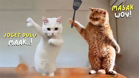 Kucing lucu banget ngakak. .  ...