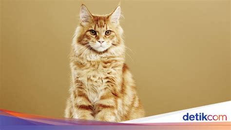 Kucing maine coon kecil. .  <a href=http://dev.admin.bedeboethiopia.com/r...