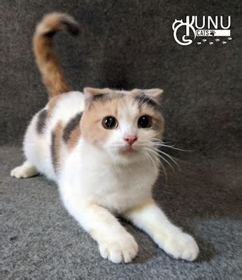 Kucing munchkin non standar. .  ...