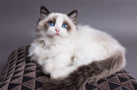 Kucing ragdoll berasal dari mana.  Kucing-kucing ini pada dasarnya mudah ...