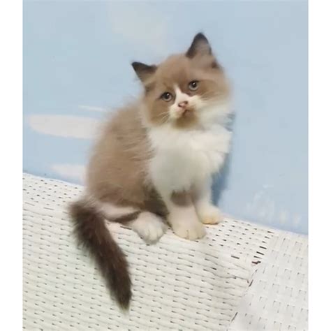 Kucing ragdoll kitten. .  <a href=https://merchant.sonarmatrix.com/kfv3/index.p...