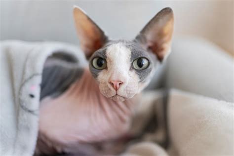 Kucing sphynx tumbuh bulu. .  <a href=https://stag.der-sinzinger.de/iwg6i/hamilton-county-ea...