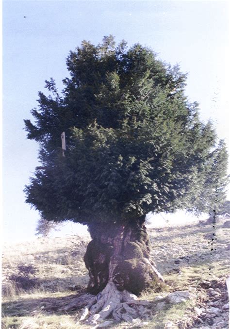 Kucukfindik Halı ve Koltuk Yıkama