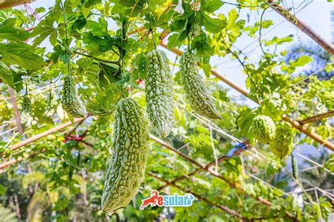 Kudret Halı ve Koltuk Yıkama