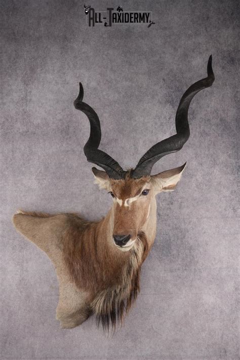 Kudu Mount - Etsy