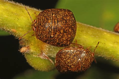 Kudzu Bugs and Stink Bugs: The Ultimate Guide PF Harris