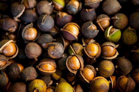 Contact information for aktienfakten.de - May 6, 2020 · Kukui Nut oil is incredibly beneficial for your skin, bringing moisture out, and helping to rejuvenate the skin after exfoliation. This hydrating oil is perfect for using in your skincare routine, and is sure to help your skin look and feel amazing! Hanalei’s natural cruelty-free Hawaiian botanical skincare ingredients are part of what makes ... 