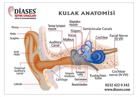 Kulak burun boğaz anatomisi pdf
