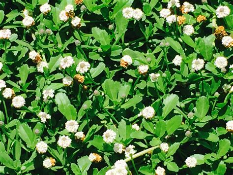 Kurapia. Kurapia is a fantastic lawn alternative that requires little water after it has been established. It grows in a thick dense habit, and is a flowering plant, producing a small white flower from May thru November. It can be … 