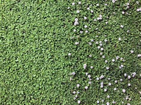 Kurapia fertilizer.  2.  Compactness A best fertilizer for kurapia is highly...