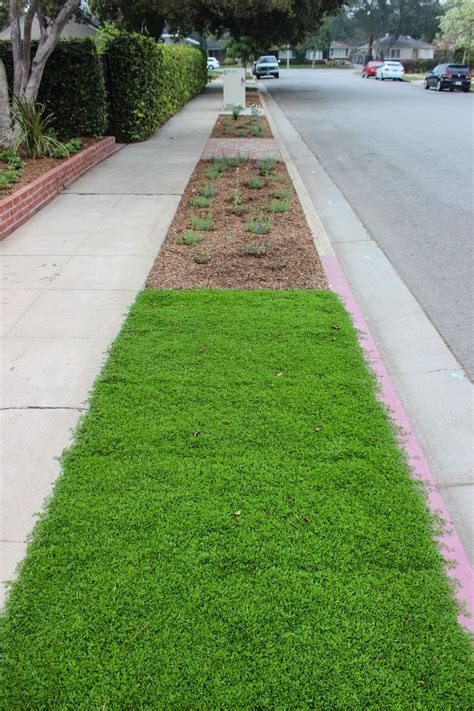 Kurapia groundcover. Florida offers the perfect conditions for many types of grasses and groundcovers. Figure out how to balance the look you want to achieve with the amount of care you can provide. For information about shade plants and other groundcovers, see Trees, Shrubs & Vines. Groundcovers. Topics of Interest. Groundcovers; … 