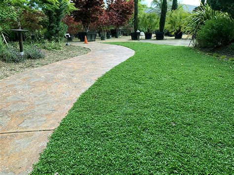 Kurapia lawn. Easy to install. Kurapia plugs are installed in a grid, and from there, it rapidly spreads to fully cover your lawn within around three months. Its thick roots are terrific for erosion control, so Kurapia is a great choice for embankments or other areas where you might be concerned about erosion. Tolerant of many conditions. 