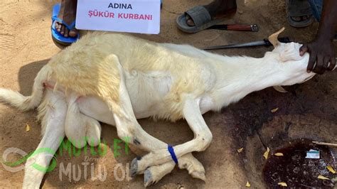 Kurban Halı ve Koltuk Yıkama