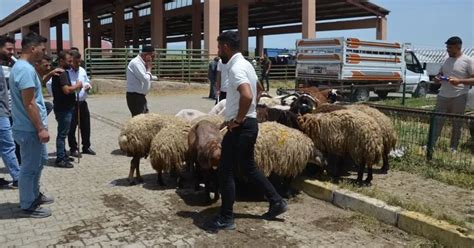 Kurban Bayramı’na bir gün kala kuruyemişçilerin işleri  MSN.