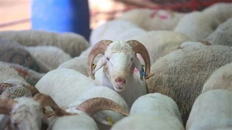 Kurbanli Halı ve Koltuk Yıkama