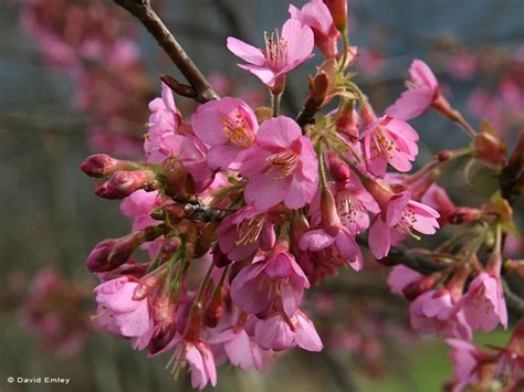 Kursar Japanese Flowering Cherry Plants - Chris Bowers