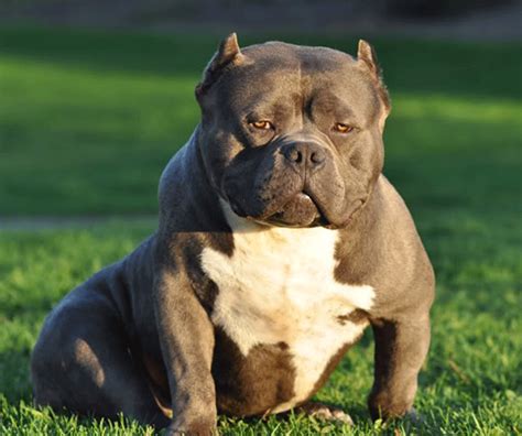 American Bully Information. American Pit Bull Terrier Inf