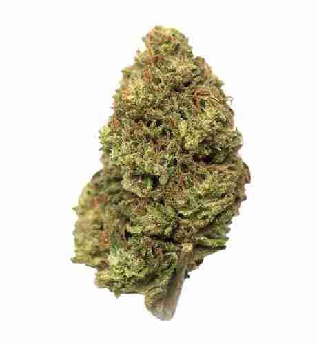 The Holy Grail Kush strain is an excellent way for users to unwind. It has an incredible penchant for encouraging relaxation, reducing stress, and releasing tension. Users have reported feeling euphoria, happiness, and contentment. In addition to its uplifting effects, this strain is useful for addressing a litany of symptoms.. 