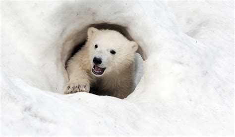 Kutup ayılarının yaşamı