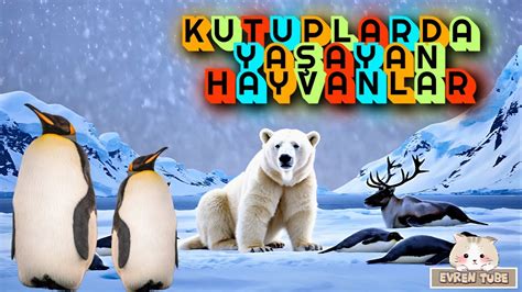 Kutuplarda Yaşam YouTube.