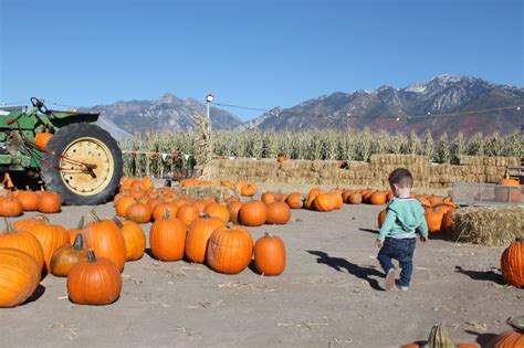 Kuwahara pumpkin patch. The farm's pumpkin patch offers up an array of pre-picked choices to take home ranging in price from $5-20 depending on the size, or choose your own in the Abbey Farms' u-pick pumpkin patch. 