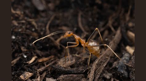 Kuyruklu karınca
