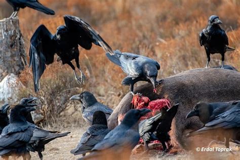 Kuzgunlar Halı ve Koltuk Yıkama