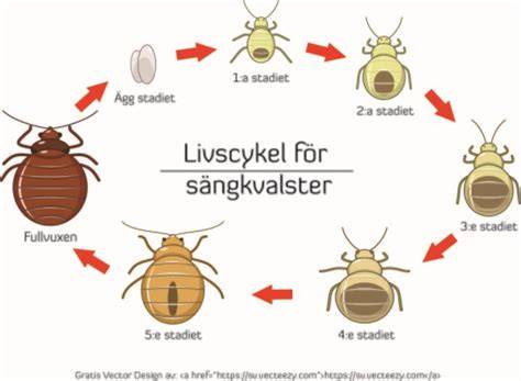 Kvalsterallergi utslag bilder