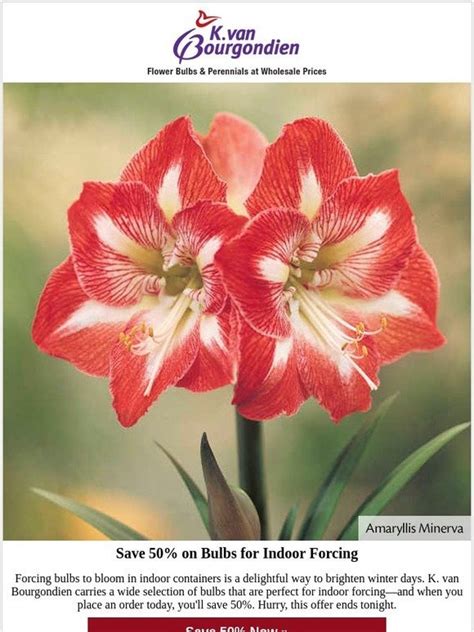 Kvan bourgondien. Volbeat Gladiolus from K. van Bourgondien produces deep purple-blue flowers on tall spikes. Plant glads along a foundation or back border for greatest impact. MENU; Plant Finder; Help; 0 Item(s) $0.00 0 Enter Item Number or Keywords. 1-800-552-9996 ... 