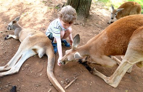 Ky down under adventure zoo. Things To Know About Ky down under adventure zoo. 