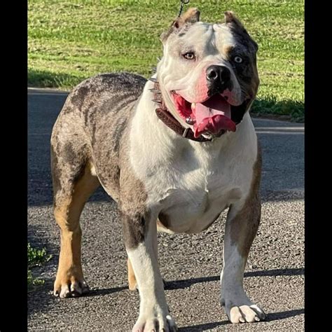 311 views, 3 likes, 0 comments, 0 shares, Facebook Reels from Culture Kennels: KY Finest Bullies Dagger ️ So proud of this guy. He’s got it all #standardbully #abkc #americanbully #family.... 