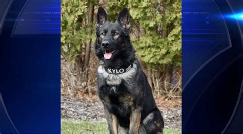 Kylo, McHenry County K9, credited with catching home invasion suspect