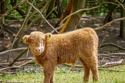 Kyloe cattle. Photo about Highland cattle or kyloe in Sweden are an ancient Scottish breed of beef cattle with long horns and long wavy coats. Image of funny, calf, cute - 39845509 
