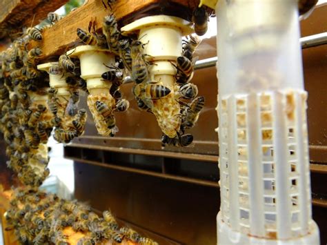 L' apiculture intensive et l'élevage des reines. - Tad james nlp master practitioner manual.