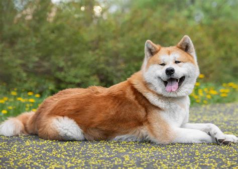 L'Akita-Inu