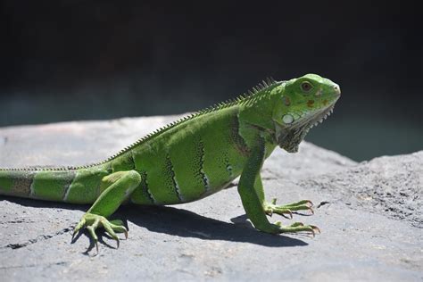 L'Iguane