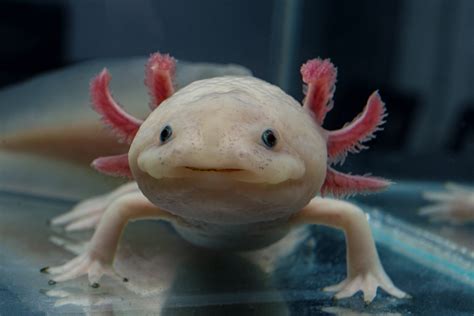 L'axolotl