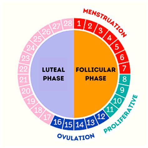 Lång menscykel fertilitet