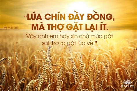 Lúa Chín Đầy Đồng Mà Thợ Gặt Thì Ít (06.7.2024 – Thứ Ba Tuần …